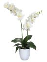 Pianta di Orchidea Phalaenopsis