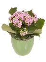 Pianta di Kalanchoe rosa