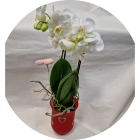 Orchidea  Orchidea phalenopsis